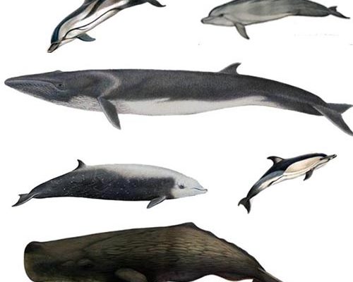 6 most important mammals in the Mediterranean BarcelonaSail