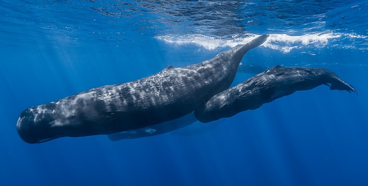 Sperm Whale with calf swimming in the mediterranean sea