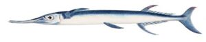 Needlefish, are capable of making short jumps out of the water at up to 60 km/h (37 mph).