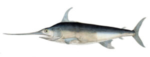 swordfish