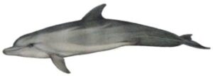 Bottlenose Dolphin (Tursiops truncatus)