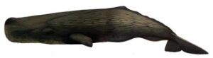 Sperm whales ( Physeter macrocephalus) are the largest toothed whales.
